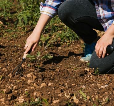 Soil Management