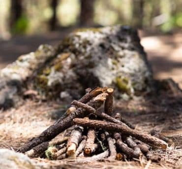 Pine Bark Beetle Treatment