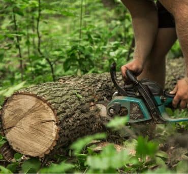 Emergency Tree Removal service