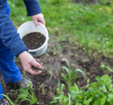 Tree Fertilization