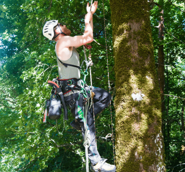 tree doctor