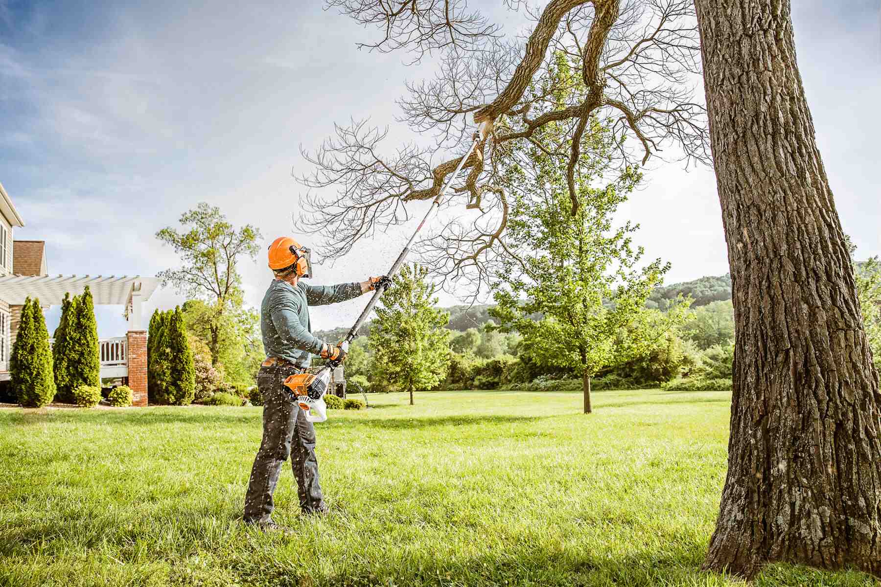 Remove a Beehive from a Tree