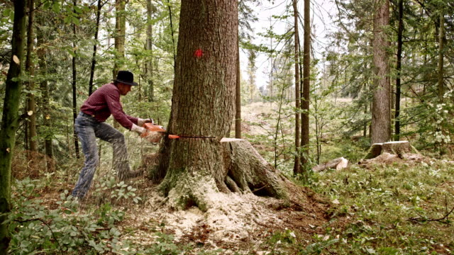 Remove Moss from Trees