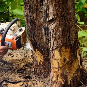 Remove Tree Roots from Lawn