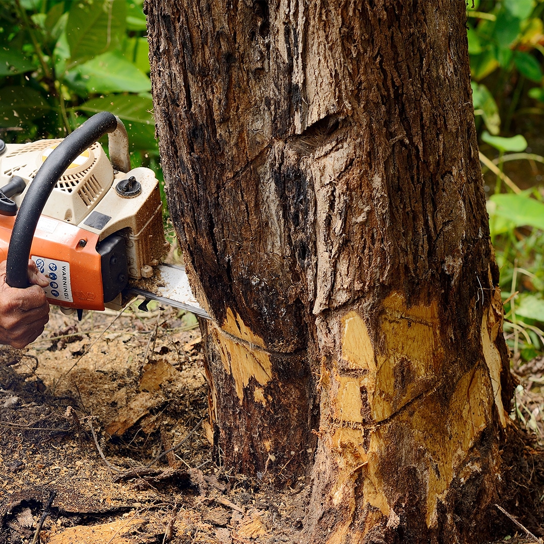 How to Remove Tree Roots from Lawn? A Complete Guide