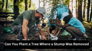 Can You Plant a Tree Where a Stump Was Removed