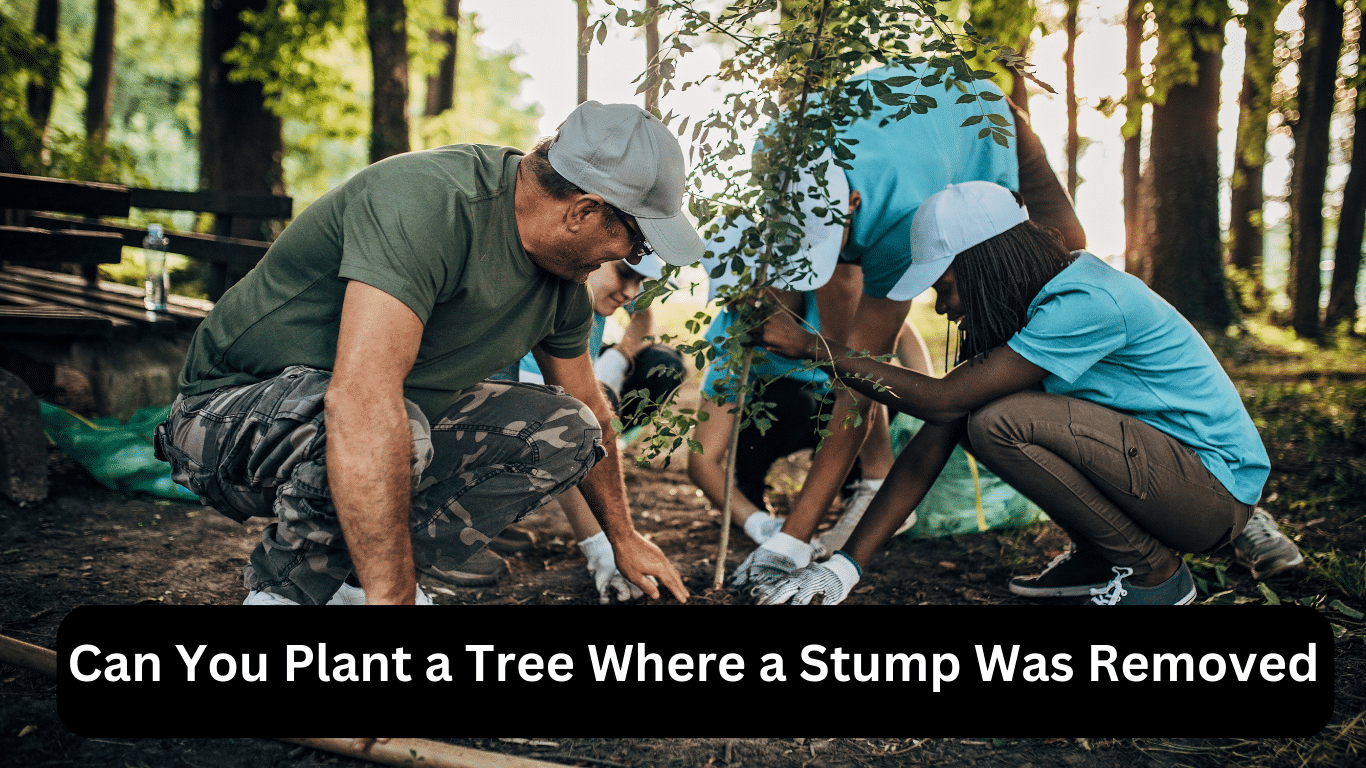 Can You Plant a Tree Where a Stump Was Removed?