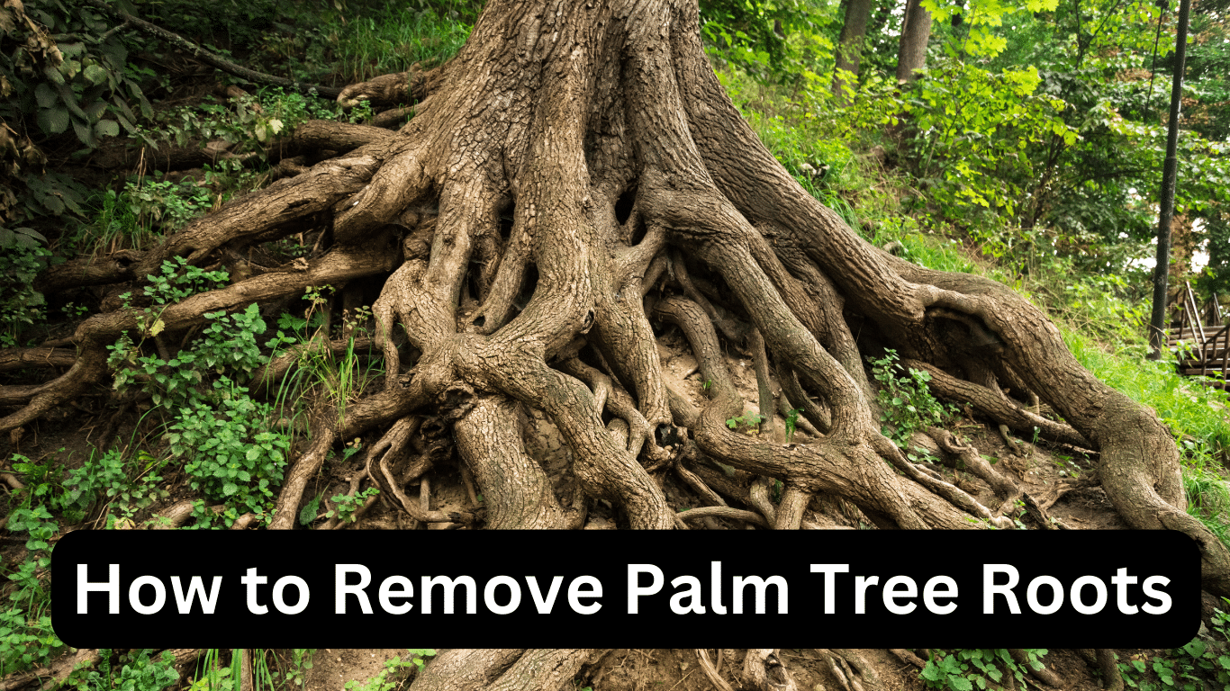 How to Remove Palm Tree Roots