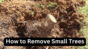 How to Remove Small Trees