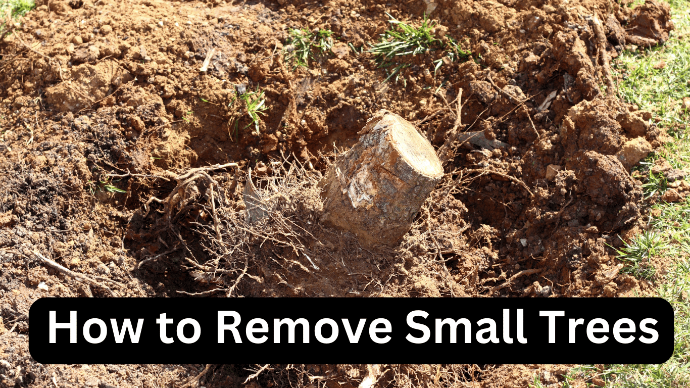 How to Remove Small Trees: A Step-by-Step Guide