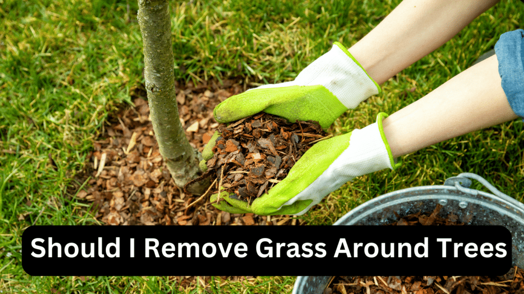 Should I Remove Grass Around Trees? Benefits and Methods