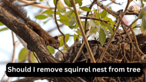 Should I remove squirrel nest from tree