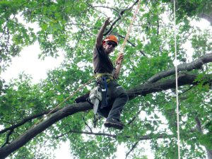 Remove Thick Ivy from Trees