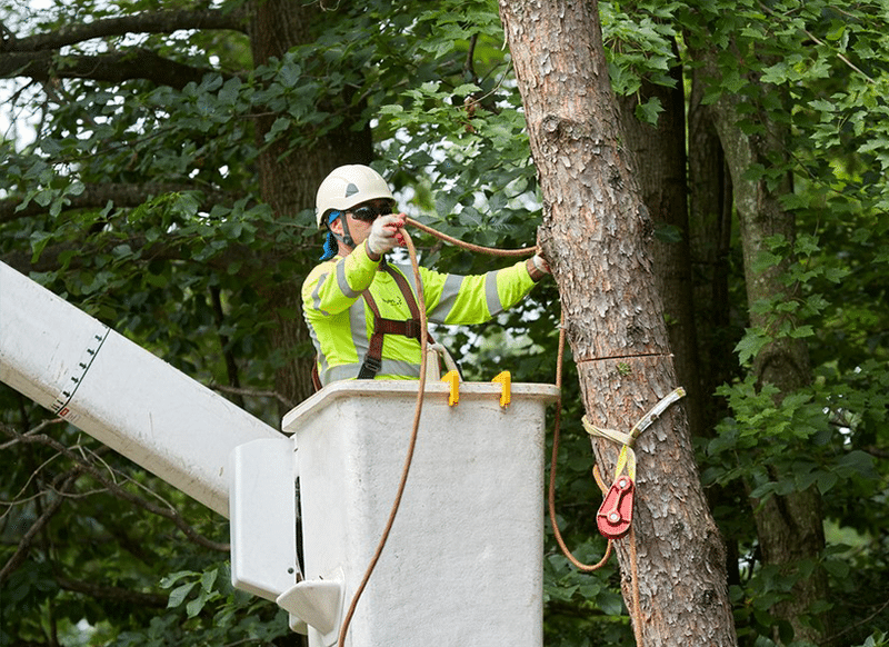 Best Time of Year to Remove Trees