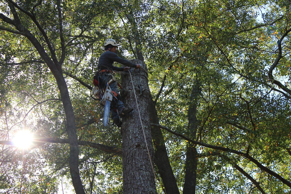 What to Do with a Dead Tree in Your Yard