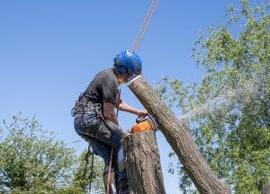 Can Ash Trees Be Saved