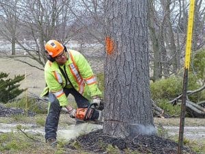 Remove Tree Stump Without a Grinder