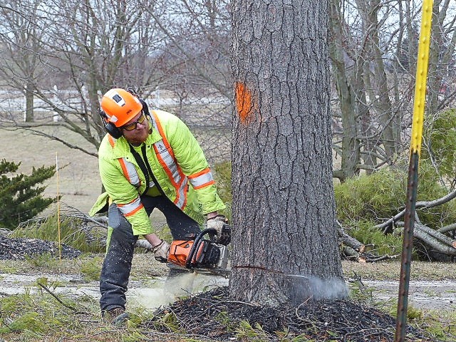 How To Remove Tree Stump Without A Grinder? – DIY Method