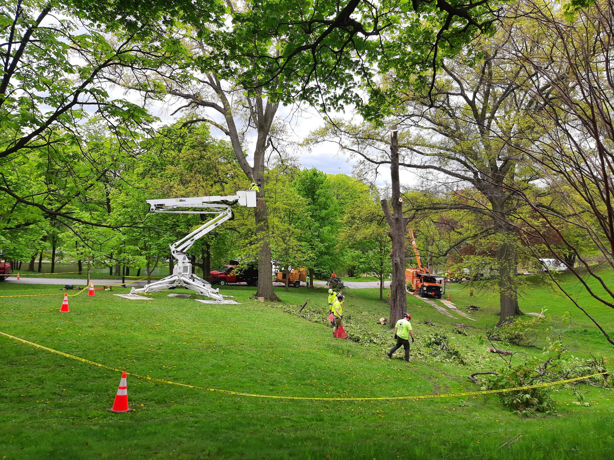 Plant a Tree Where One Was Removed