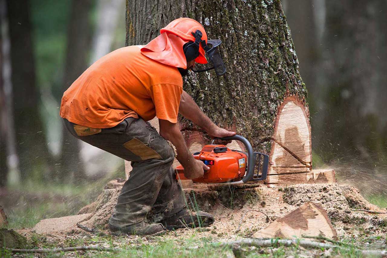 Can Removing a Tree Cause Foundation Problems?