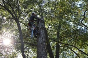 What To Do With Uprooted Trees