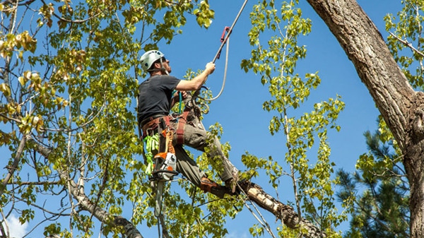 Remove Vines from Tall Trees