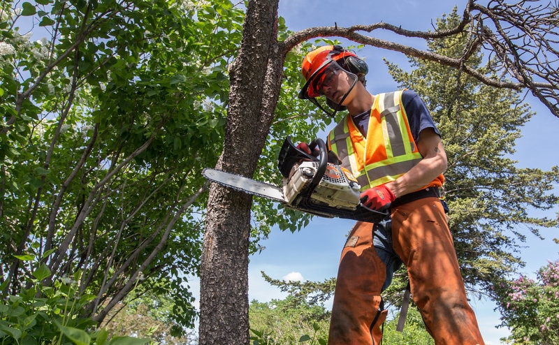 Approval to Remove a Tree