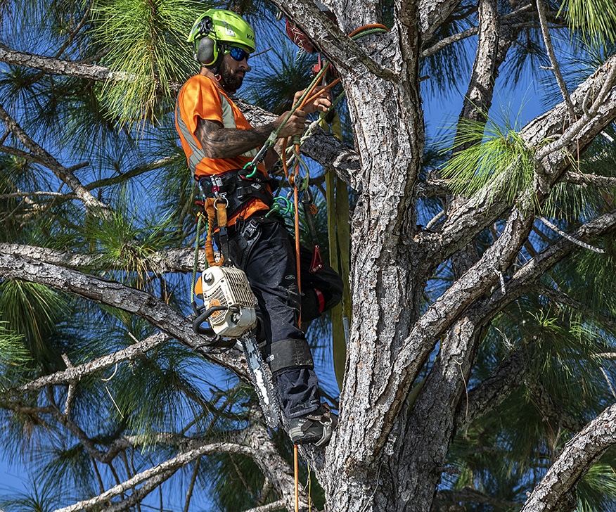 Cost to Remove a Palm Tree