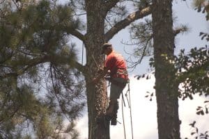 Remove Palm Tree Stump