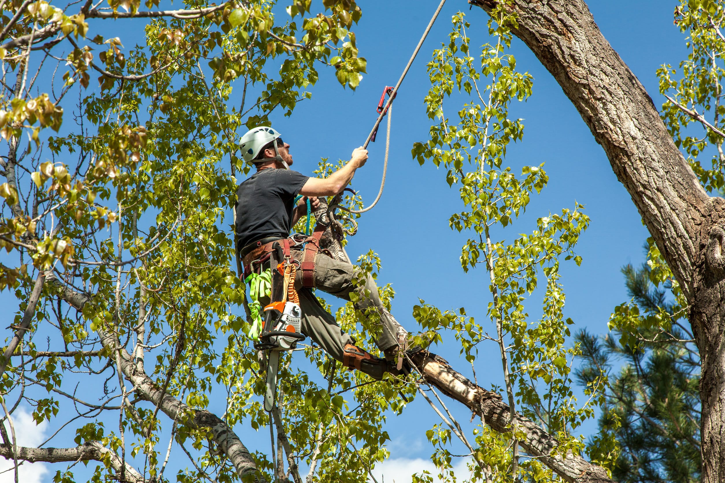 Grow Fig Trees from Cutting