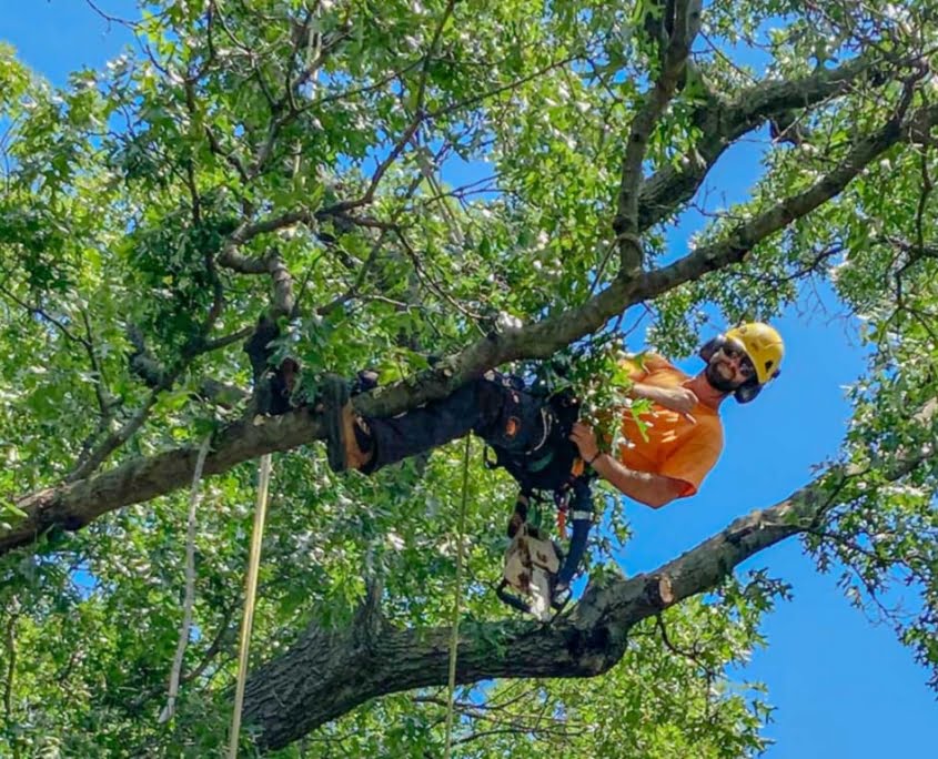 How To Trim A Money Tree 2024 Update   Tree Removal Durham Region Ontario 845x684 1 