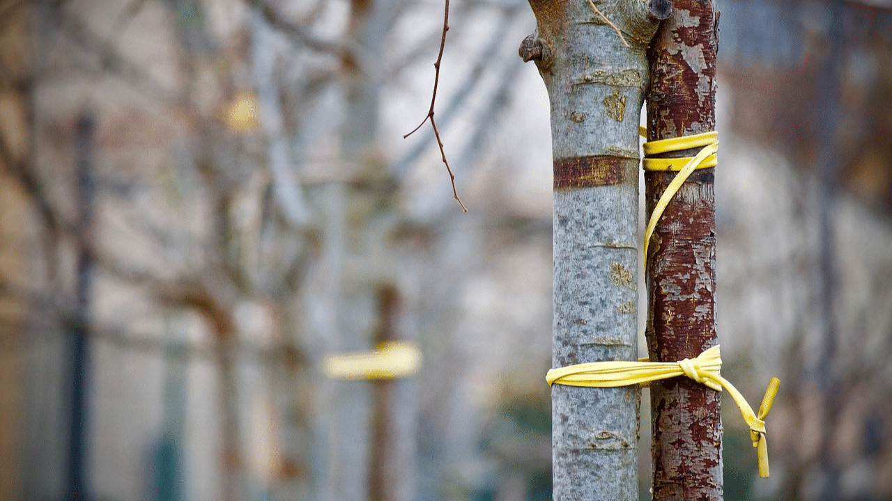 Remove tree stakes