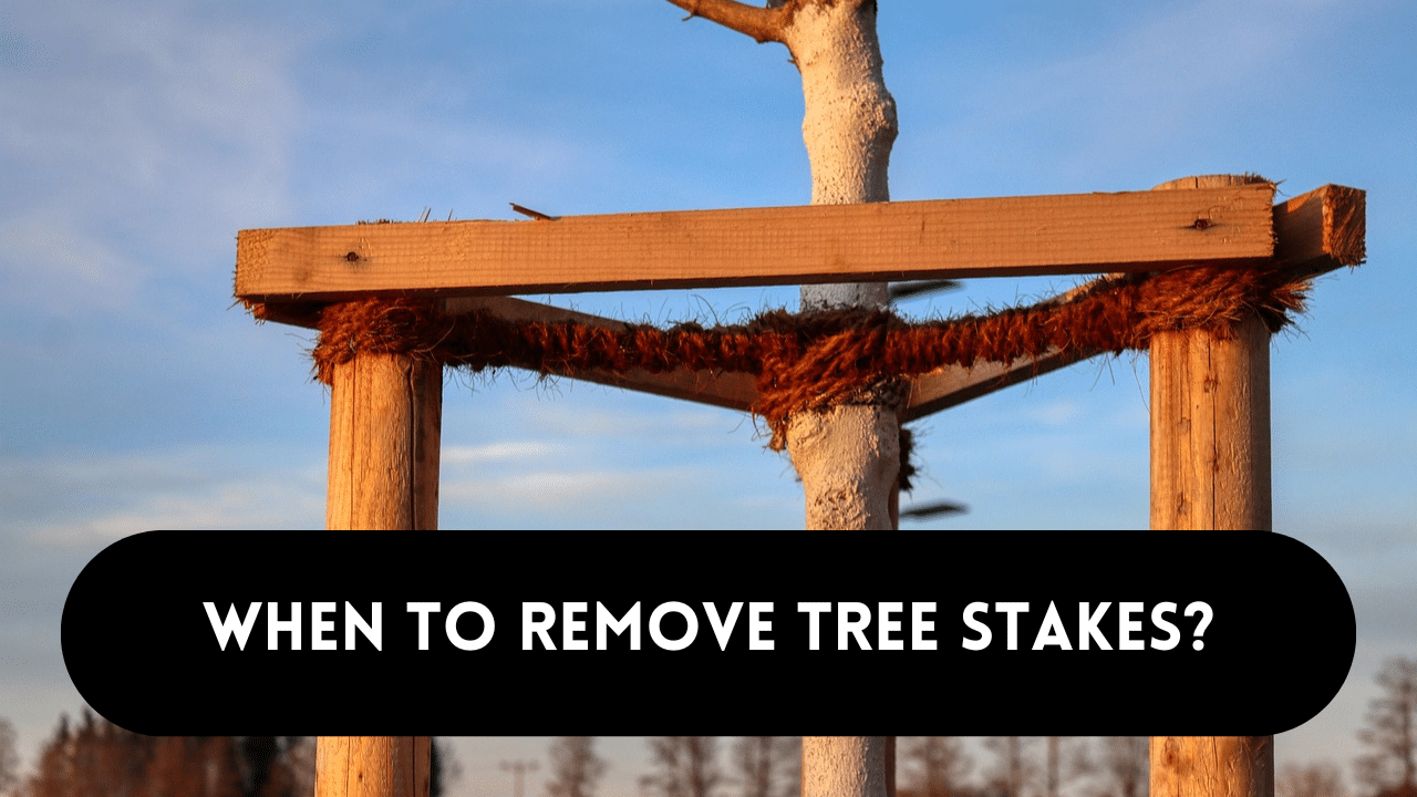 Remove tree stakes