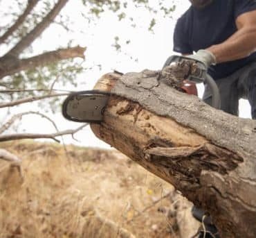 Emergency Tree Removal