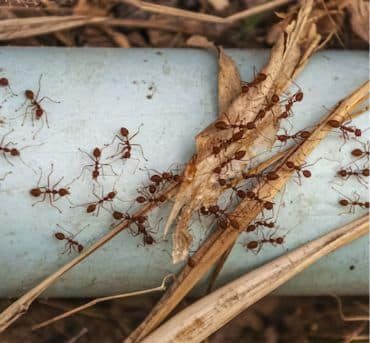 Insect & Bug Infestation service