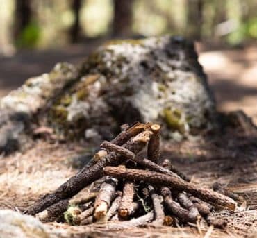 Pine Bark Beetle Treatment