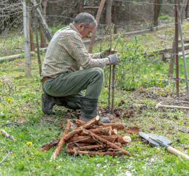 tree planting