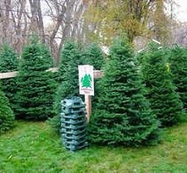 tree-purchasing (1)