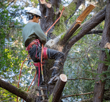 tree triming