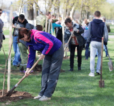 tree planting